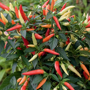 Papryka  balkonowa mieszanka 0,5g