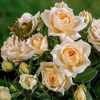 Róża wielkokwiatowa Isn’t She® Lovely