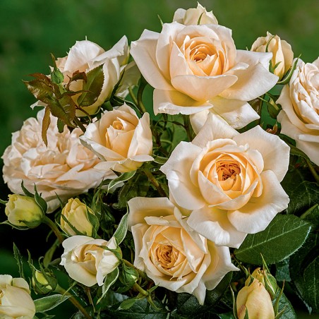 Róża wielkokwiatowa Isn’t She® Lovely