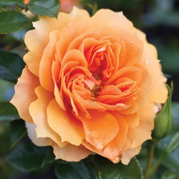 Róża wielkokwiatowa Isn't She ®Beautiful