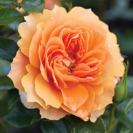 Róża wielkokwiatowa Isn't She ®Beautiful