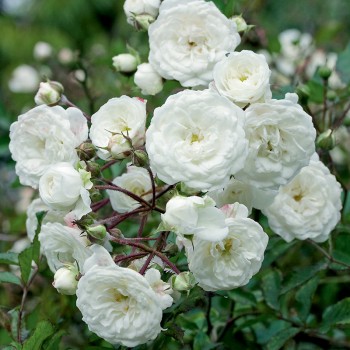 Róża okrywowa White Meidiland