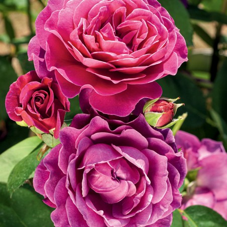 Róża rabatowa Old Port