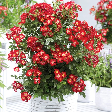 Róża rabatowa Everglow Ruby®