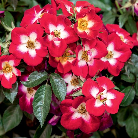 Róża rabatowa Everglow Ruby®