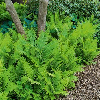 Pióropusznik strusi  Nestor