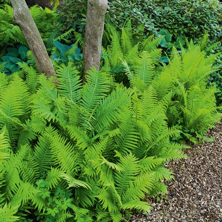 Pióropusznik strusi  Nestor