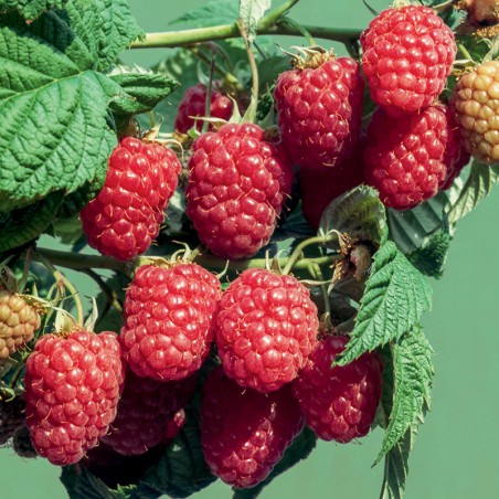 Malina jesienna Heritage