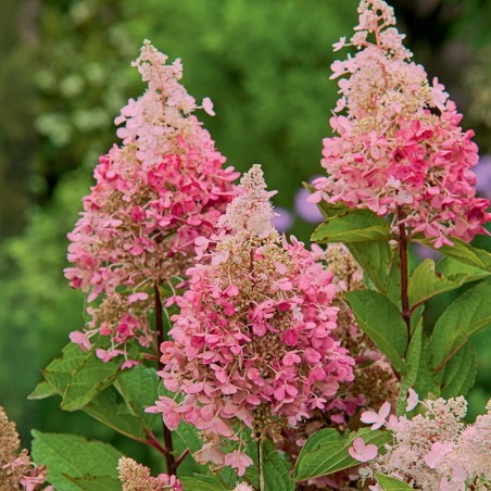 Hortensja bukietowa Lissjudy PBR