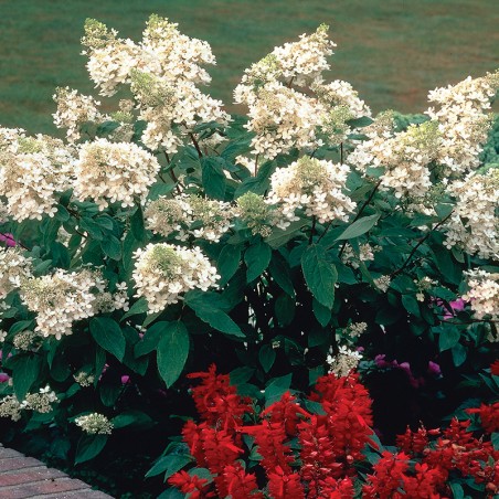 Hortensja bukietowa Lissjudy PBR