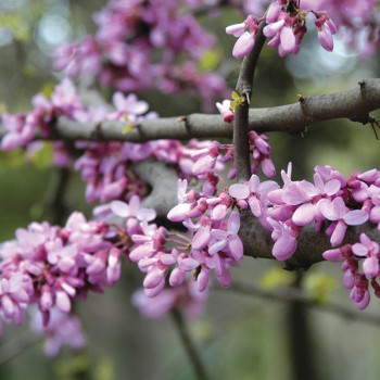 Judaszowiec południowy