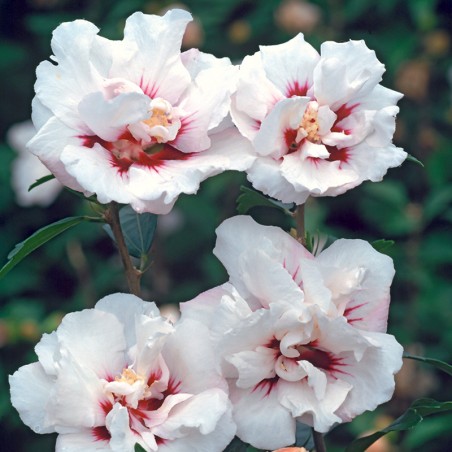 Hibiskus syryjski Speciosus