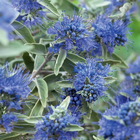 Barbula Sterling Silver PBR