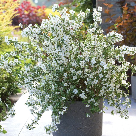 Jaśminowiec Petite Perfume White PBR