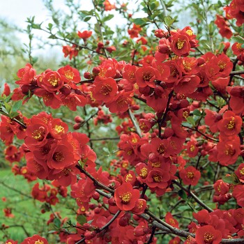 Pigwowiec Texas Scarlet