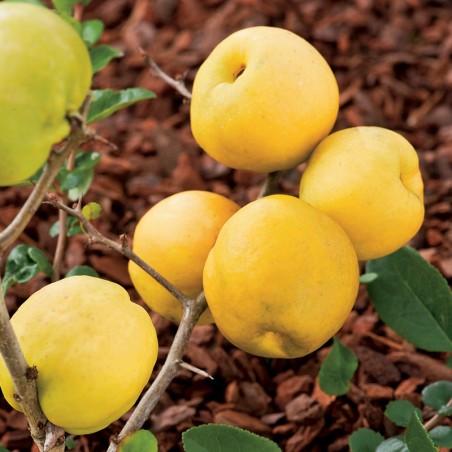 Pigwowiec Texas Scarlet