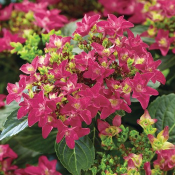 Hortensja ogrodowa Francy Hot Pink®