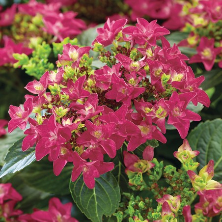 Hortensja ogrodowa Francy Hot Pink®