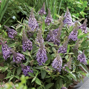 Budleja Butterfly Candy ® Little Sweetheart PBR