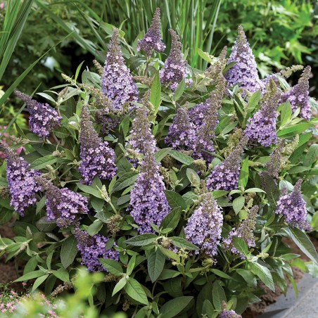 Budleja Butterfly Candy ® Little Sweetheart PBR