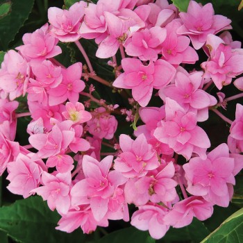 Hortensja ogrodowa Double Pink Love PBR