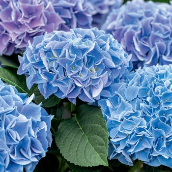 Hortensja ogrodowa Nikko Blue