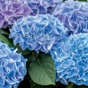 Hortensja ogrodowa Nikko Blue