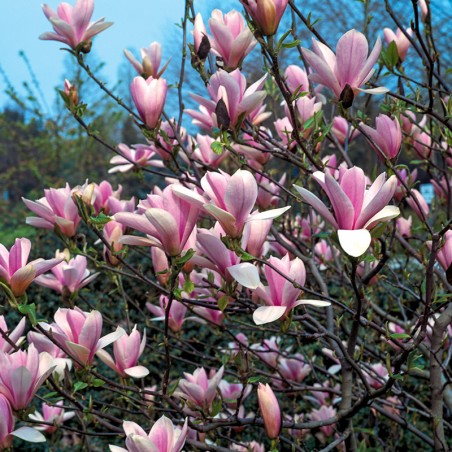 Magnolia pośrednia Heaven Scent