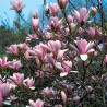 Magnolia pośrednia Heaven Scent