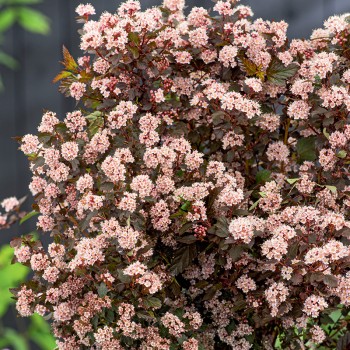 Pęcherznica kalinolistna Little Joker®