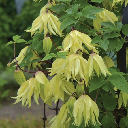 Powojnik Golden Surprise PBR