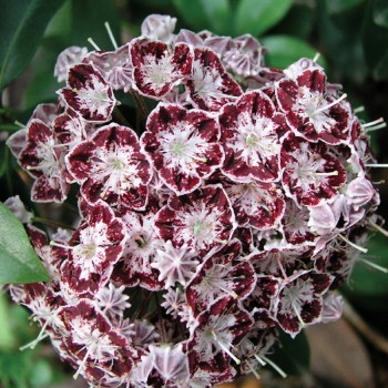 Kalmia szerokolistna Ufo