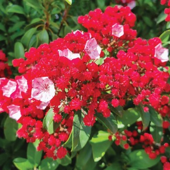 Kalmia szerokolistna Firecracker