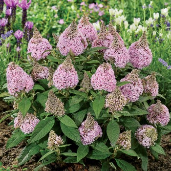 Budleja Little Rockstars ® Pink