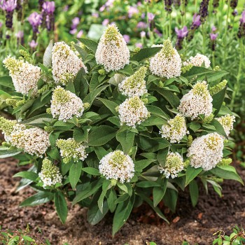 Budleja Little Rockstars® White