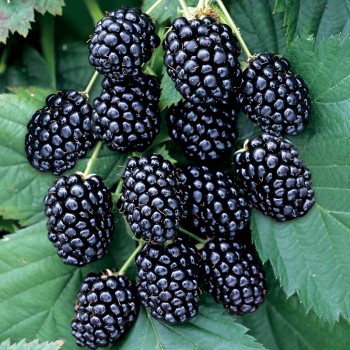 Jeżyna bezkolcowa Juhas PBR