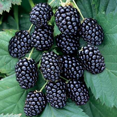 Jeżyna bezkolcowa Juhas PBR