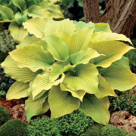 Hosta Tortilla Chip