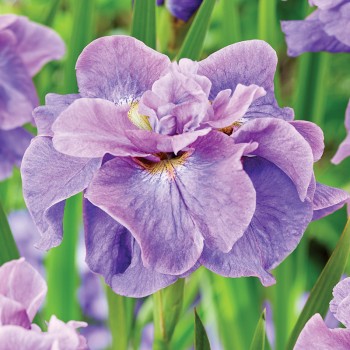 Irys syberyjski Having Fun