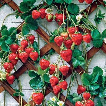 Truskawka zwisająca Kaskada