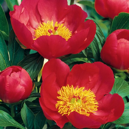 Piwonia chińska Flame