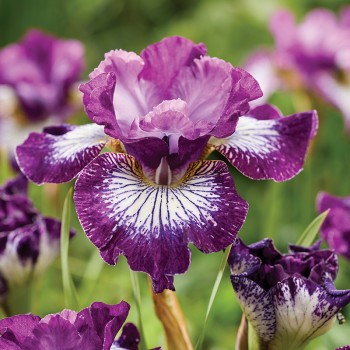 Irys syberyjski Something Shocking