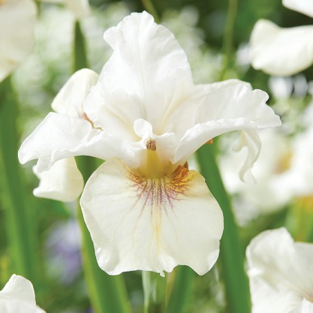 Irys syberyjski Not Quite White