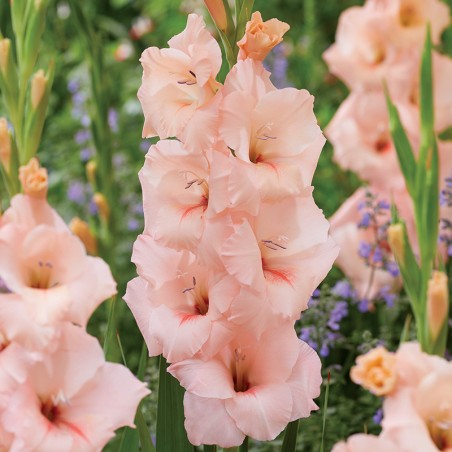 Mieczyk Apricot Beauty