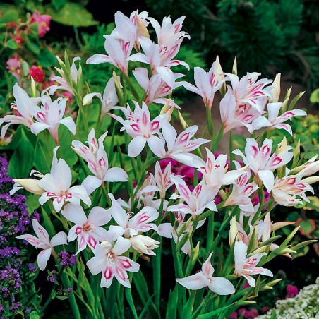 Mieczyk karłowy Nymph