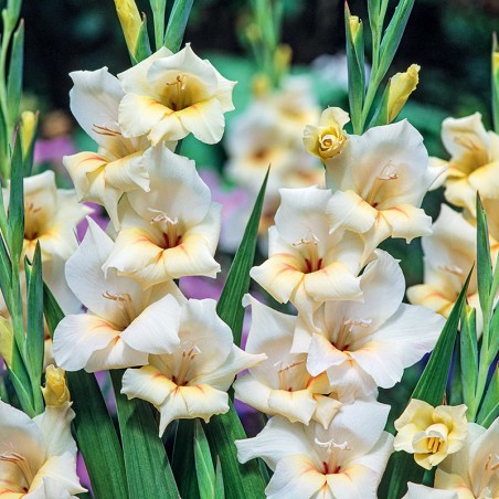 Mieczyk karłowy Halley