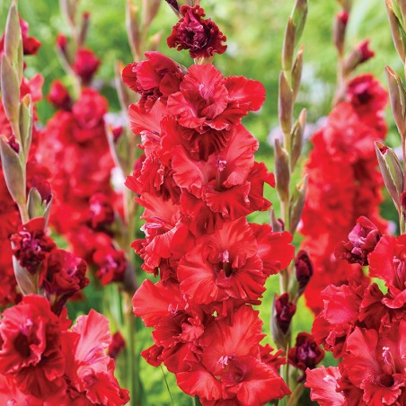 Mieczyk Velvet Raspberry