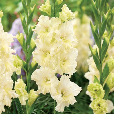 Mieczyk Sweet Crystal