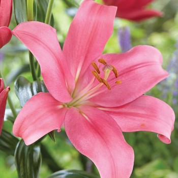 Lilia azjatycka Indian Summerset