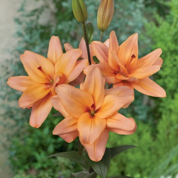Lilia azjatycka pełna Falmarin